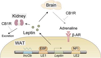 Recent progress on action and regulation of anorexigenic adipokine leptin